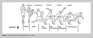 Lower Body Muscles That Contribute to Pitching Performance - Increase ...